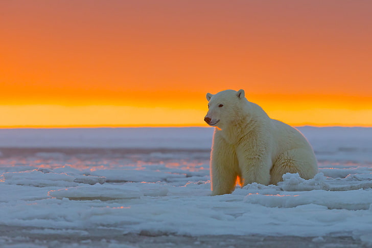 흰색과 회색 조류 입상, 동물, 북극곰, HD 배경 화면
