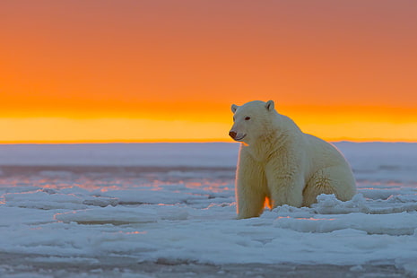 흰색과 회색 조류 입상, 동물, 북극곰, HD 배경 화면 HD wallpaper