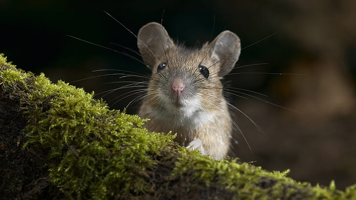 Rodent, mouse, moss, white and brown mice, Rodent, Mouse, Moss, HD wallpaper