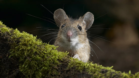 Nagetier, Maus, Moos, weiße und braune Mäuse, Nagetier, Maus, Moos, HD-Hintergrundbild HD wallpaper