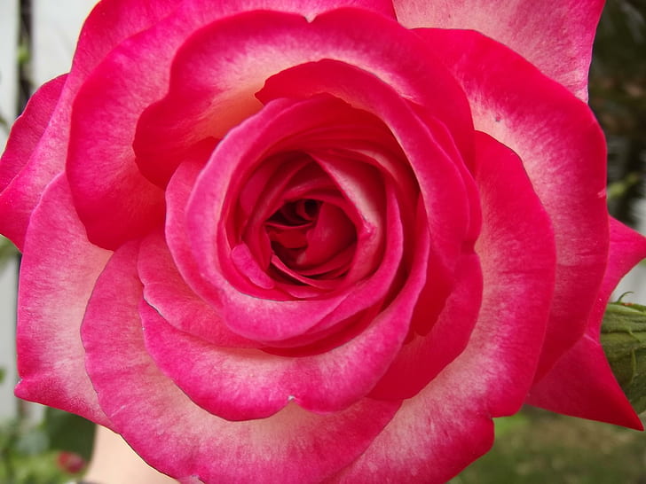 Esta rosa está dedicada a mi maravillosa madre, amorosa, madre, gentil, hermosa, cariñosa, amable, persona, cálida, rosa, abuela, naturaleza y paisajes., Fondo de pantalla HD