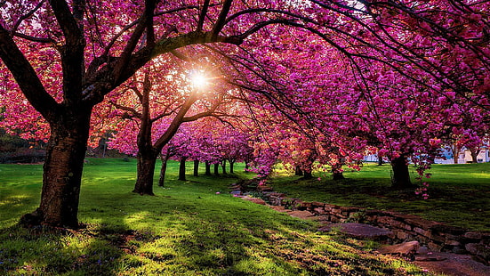 nature, pink, spring, tree, blossom, plant, flower, purple, branch, leaf, flora, cherry blossom, sky, grass, sunlight, HD wallpaper HD wallpaper