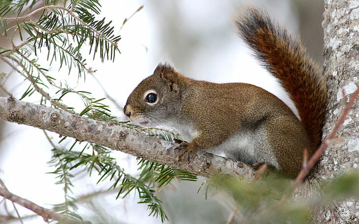 fotografia naturalistica di scoiattolo sul ramo di un albero, scoiattolo rosso, scoiattolo rosso, scoiattolo, animale, natura, roditore, albero, natura, mammifero, foresta, ramo, carino, all'aperto, marrone, animali In The Wild, coda, pelliccia, Sfondo HD