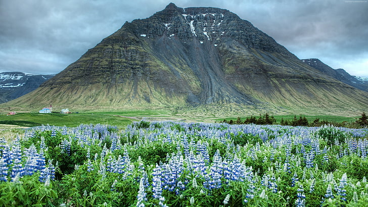 Valley of flowers HD wallpapers free download | Wallpaperbetter