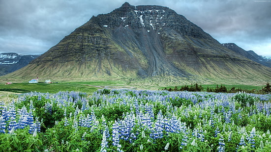 Wiesen, 4k, 5k, Himalaya, Berge, Tal der Blumen, Wildblumen, HD-Hintergrundbild HD wallpaper