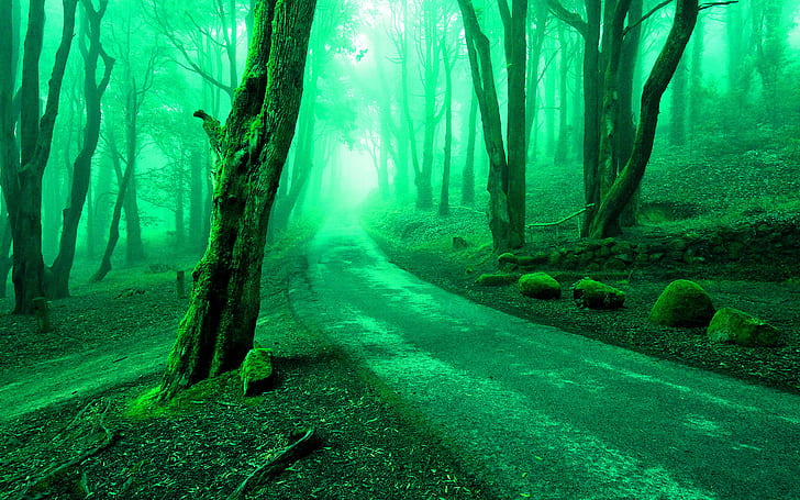 木道フォレストグリーンHD、自然、木、緑、森、道路、 HDデスクトップの壁紙