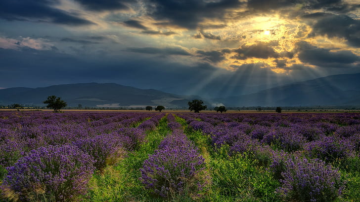 field, trees, clouds, sun rays, nature, lavender, landscape, hills, Bulgaria, flowers, sky, HD wallpaper