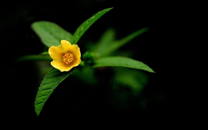 Жълти диви цветя Макроцветна фотография тапети .., жълто петилирано цвете, HD тапет