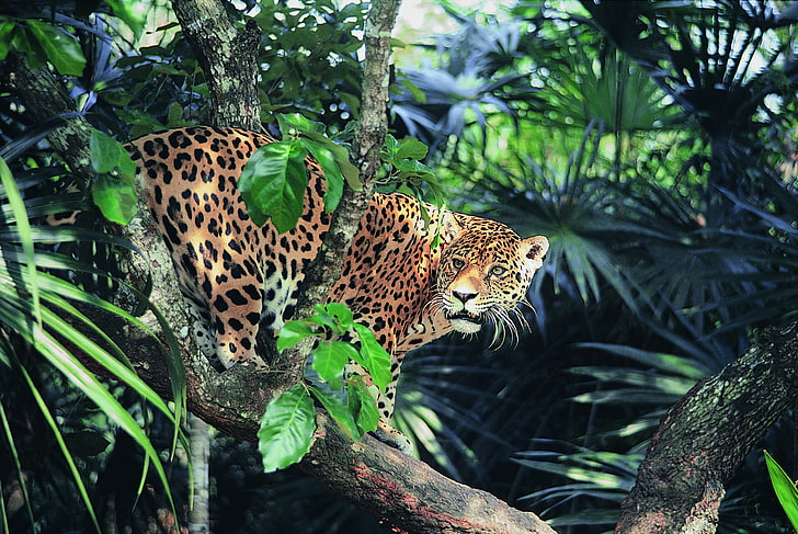 look, jungle, Jaguar, sunlight, HD wallpaper
