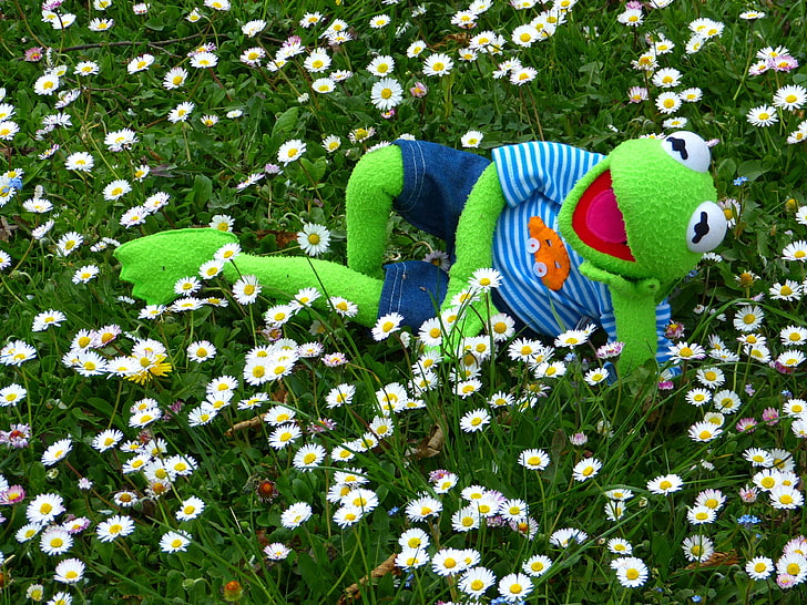 Sorgen, Gänseblümchen, Puppe, Blumenwiese, Blumen, Frosch, Spaß, Kermit, Wiese, entspannen, Rest, weiß, HD-Hintergrundbild