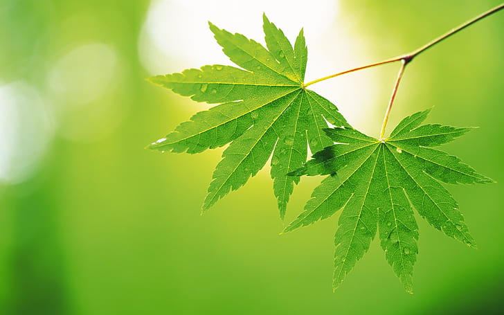 Two green Maple Leaf, Leaves, Green, Two, HD wallpaper