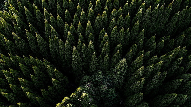 hutan hijau, fotografi drone, pemandangan udara, pohon, fotografi udara, hutan, hijau sepanjang tahun, konifer, keluarga pinus, cemara, Wallpaper HD