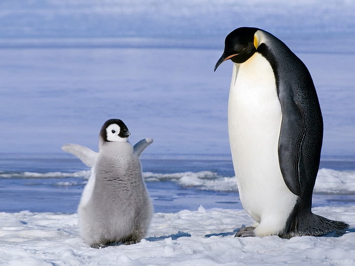 животное птица Пингвинос Животные Птицы HD Арт, Птица, Зима, животное, снег, пингвин, HD обои