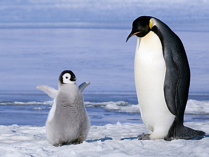 животное птица Пингвинос Животные Птицы HD Арт, Птица, Зима, животное, снег, пингвин, HD обои HD wallpaper