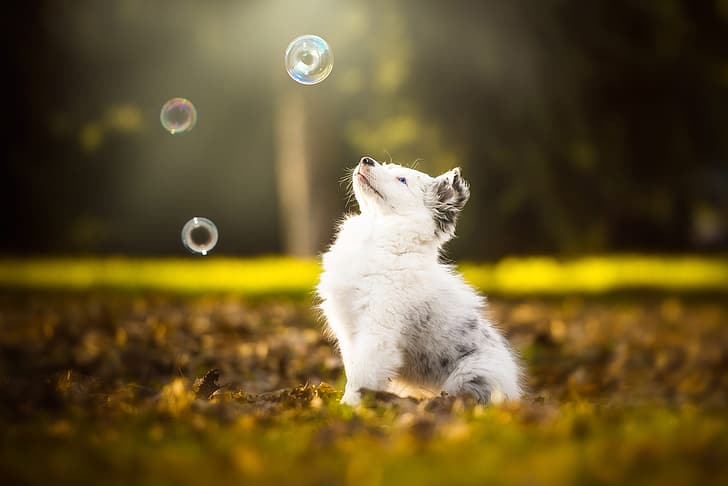 autumn, white, look, leaves, nature, pose, Park, background, foliage, the game, dog, baby, bubbles, muzzle, cute, puppy, blue eyes, sitting, spotted, the observer, looking up, Australian shepherd, Aussie, HD wallpaper