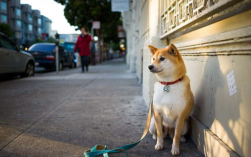 adult tan shiba inu, dog, city, street, sit, HD wallpaper HD wallpaper