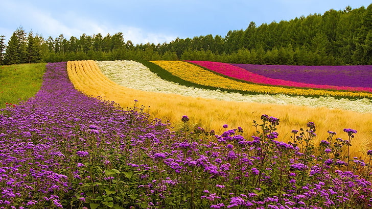 природа, цветы, разноцветные, поле, пейзаж, HD обои