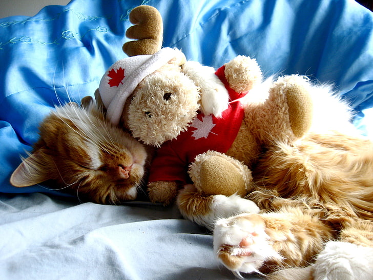 brown moose plush toy, cat, toy, down, sleep, hibernate, HD wallpaper