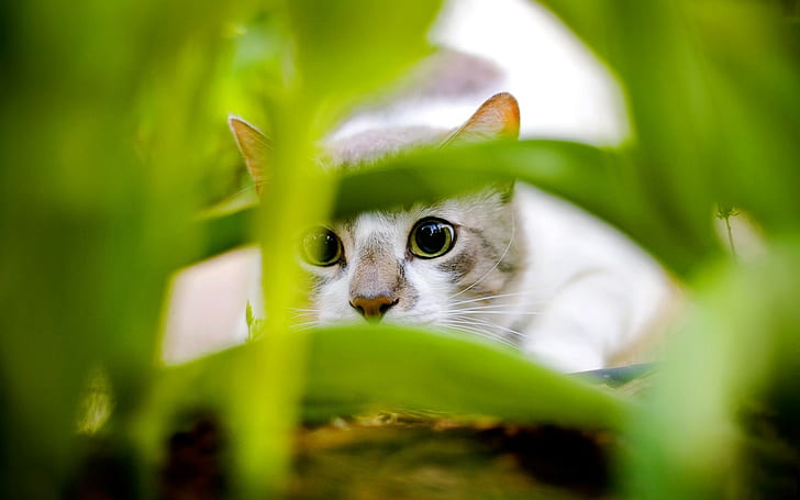 gatta, animali, felino, occhi verdi, verde, piante, Sfondo HD