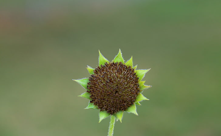 Cabeza de semilla de girasol verde, naturaleza, flores, verde, cabeza, girasol, semilla, Fondo de pantalla HD