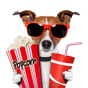 коричневая и белая собака, собака, очки, напиток, попкорн, HD обои HD wallpaper