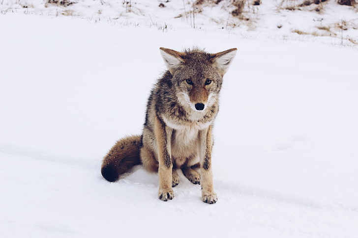 lobo marrom e preto, raposa cinzenta, neve, predador, HD papel de parede