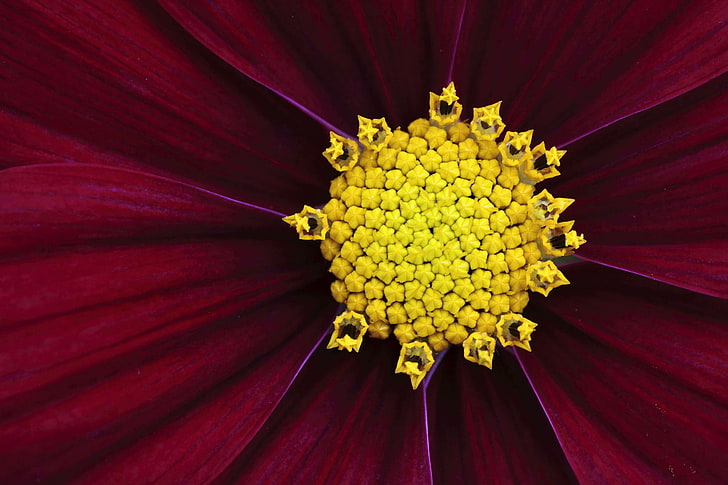 การถ่ายภาพมาโครระยะชัดลึกดอกไม้สีม่วง, วอลล์เปเปอร์ HD