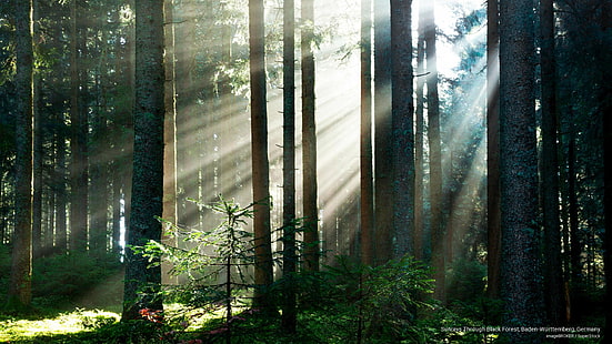 Solstrålar genom Schwarzwald, Baden-Württemberg, Tyskland, natur, HD tapet HD wallpaper