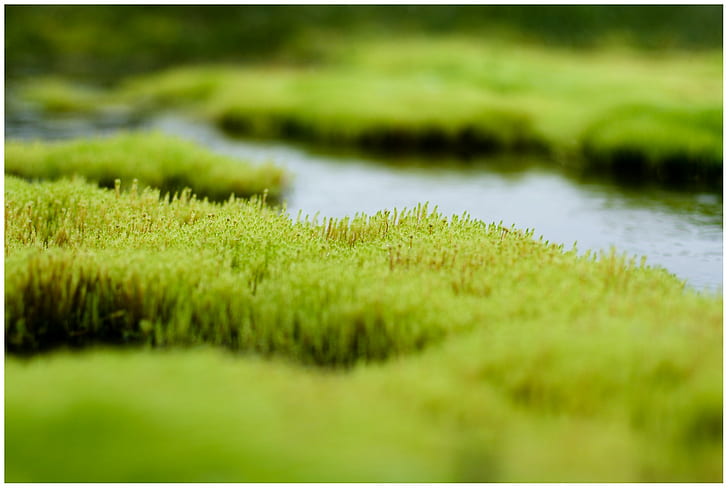 rumput, sungai, closeup, kedalaman lapangan, Wallpaper HD