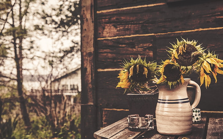 vier verwelkte Sonnenblumen, Sonnenblumen, Topf, Blumen, Tisch, HD-Hintergrundbild