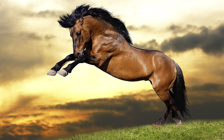 Jumping horse, Strong horse, HD, HD wallpaper