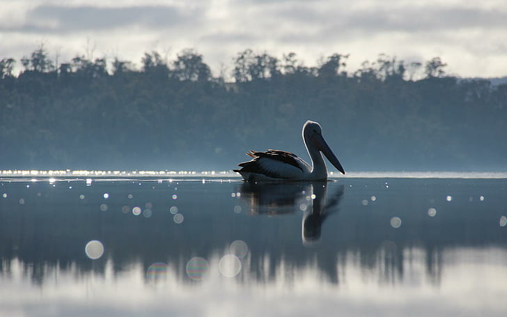 Pelican on the lake, white and brown swan, animals, 1920x1200, bird, lake, pelican, HD wallpaper