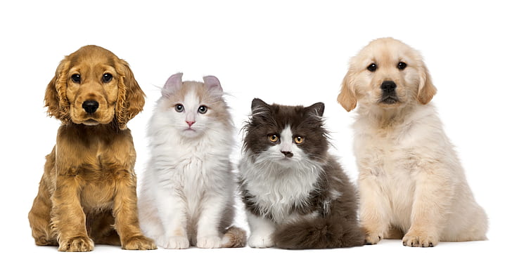 動物、猫と犬、動物の赤ちゃん、猫、犬、ペット、子犬、 HDデスクトップの壁紙