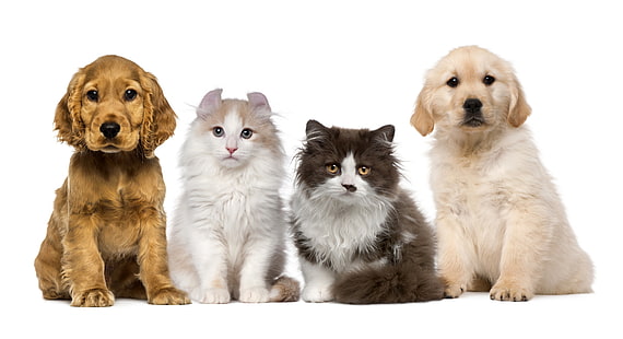 Djur, katt och hund, baby djur, katt, hund, husdjur, valp, HD tapet HD wallpaper