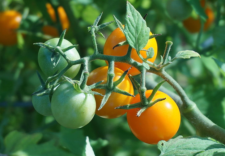 cherry tomato, cultivation, flora, fruit, garden, healthy, nature, orange tomato, organic, ripening, ripening tomatoes, tomato, tomatoes, vegetable, HD wallpaper