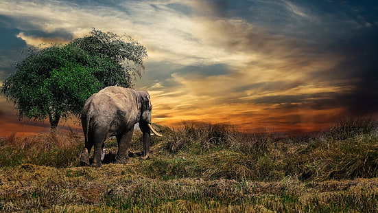 Tierwelt, Elefant, Wiese, Wolke, wildes Tier, Wildnis, Savanne, Himmel, orange Himmel, Gras, Baum, HD-Hintergrundbild HD wallpaper