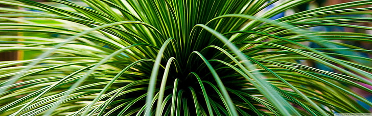 grünblättrige Pflanze, Natur, Blätter, HD-Hintergrundbild