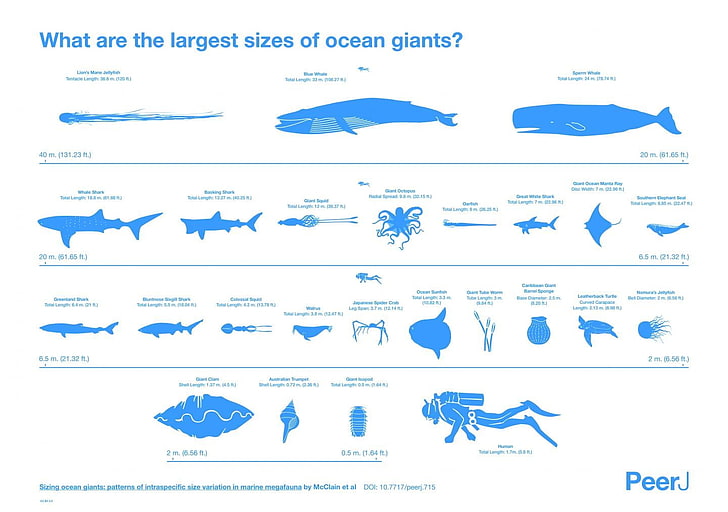 Ocean jättar diagram, djur, fisk, val, dykare, hav, skala, vit bakgrund, text, haj, sköldpadda, krabbor, valrossar, sälar, bläckfisk, bläckfiskar, maneter, infografik, havssvamp, HD tapet