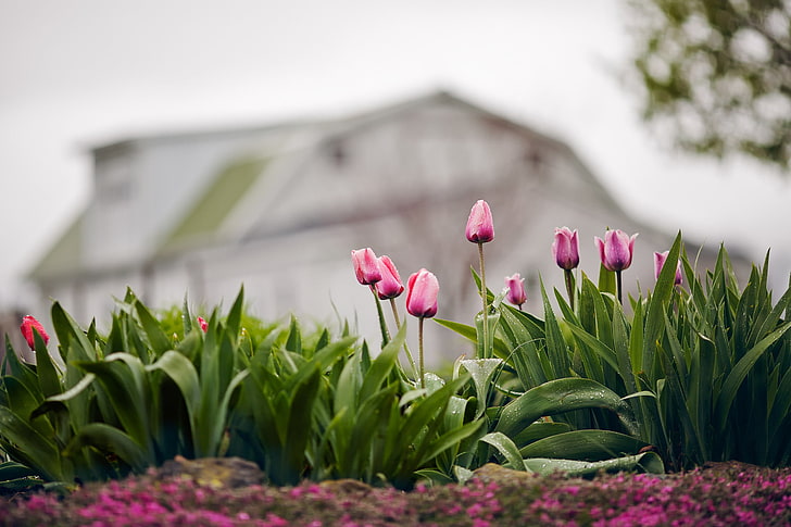 drops, flowers, nature, rain, spring, tulips, bokeh, HD wallpaper