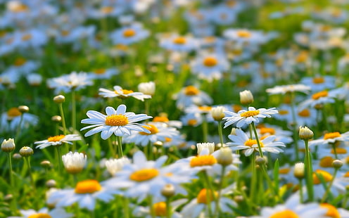 الطبيعة ، الزهور ، الصيف ، عمق الحقل ، العشب، خلفية HD HD wallpaper