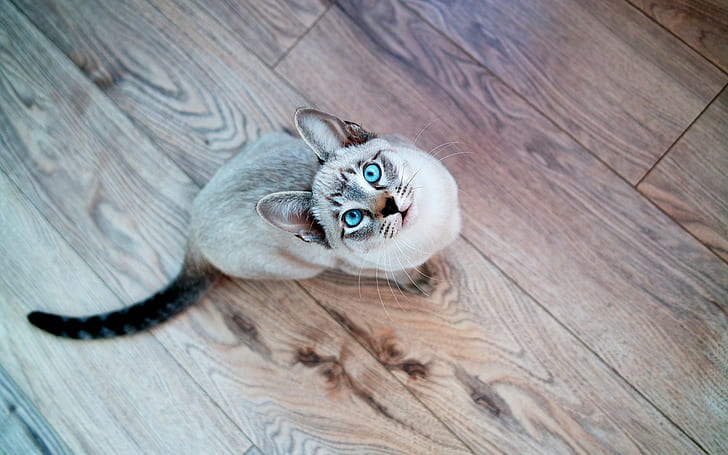 zwierzęta, kot, niebieskie oczy, patrząc w górę, drewniana powierzchnia, Siamois Seal Tabby, Tapety HD