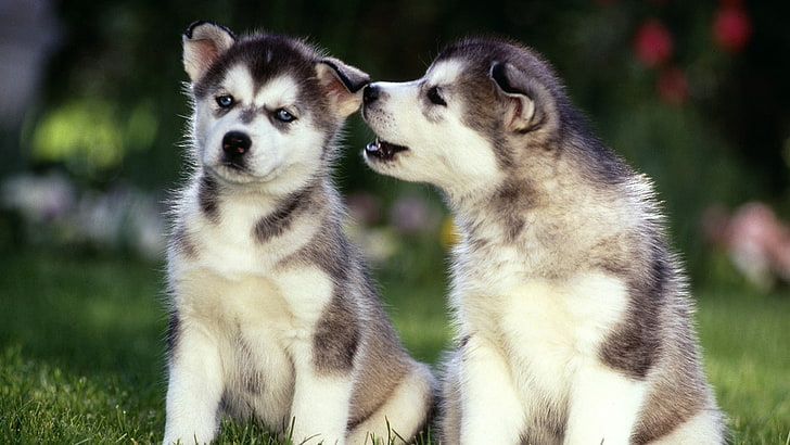 두 개의 짧은 코팅 흑백 강아지, 강아지, 허스키, 커플, 잔디, 개, HD 배경 화면
