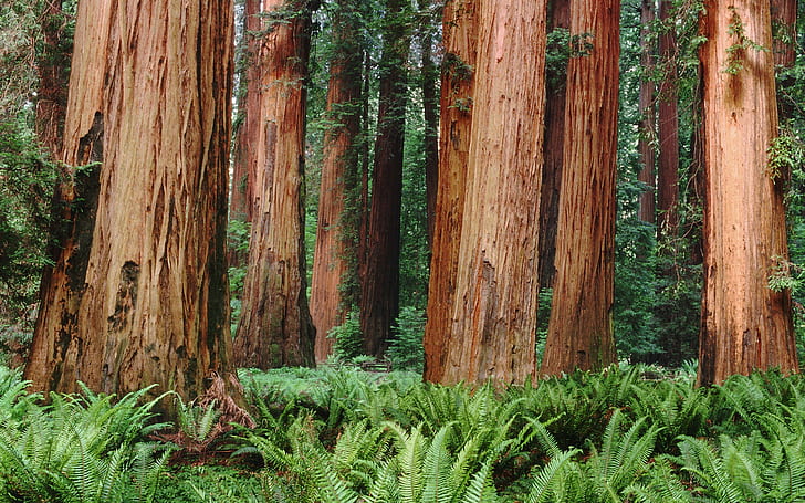alam pohon tanaman hutan pakis daun sequoia kayu merah, Wallpaper HD