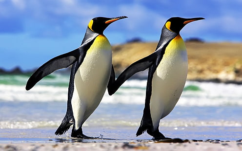 Casal de pinguins-imperador, pinguins, HD papel de parede HD wallpaper