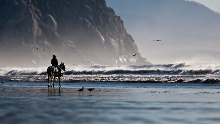 koń, morze, fale, plaża, ptaki, woda, Tapety HD