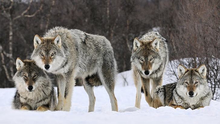 quattro lupi grigi, animali, lupo, neve, Sfondo HD