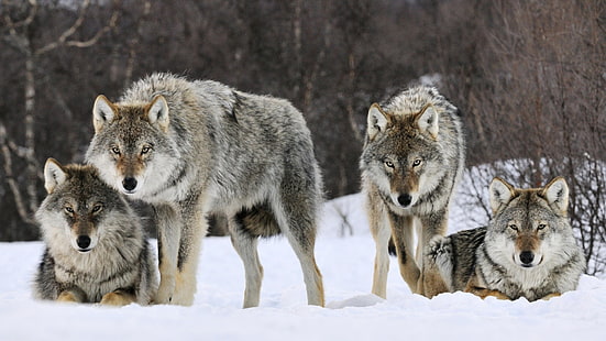 четири сиви вълка, животни, вълк, сняг, HD тапет HD wallpaper