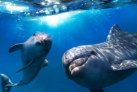 underwater, Best Diving Sites, Dolphin, HD wallpaper HD wallpaper