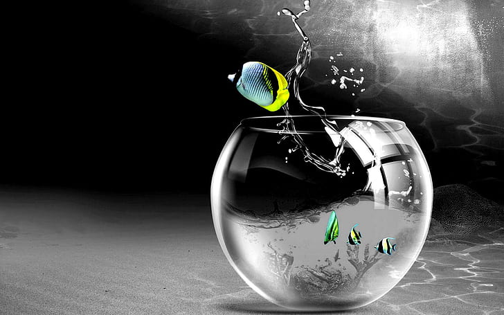 Cg Digital Art Bowl Aquarium Glass Drops Splash High Resolution Pictures, fishes, aquarium, bowl, digital, drops, glass, high, pictures, resolution, splash, HD wallpaper