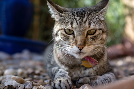 zdjęcie kota srebrnego pręgowanego, Sup, srebrny pręgowany, kot pręgowany, zdjęcie, kot domowy, zwierzęta domowe, zwierzę, ładny, na dworze, koci, kotek, zwierzęta domowe, pręgowany, Tapety HD HD wallpaper